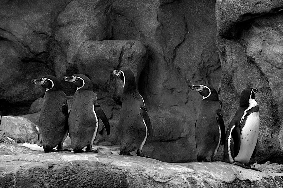 Penguin Photograph - I totally see it too by JM Photography