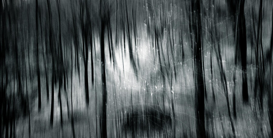 Tree Photograph - Voyage by Dorit Fuhg