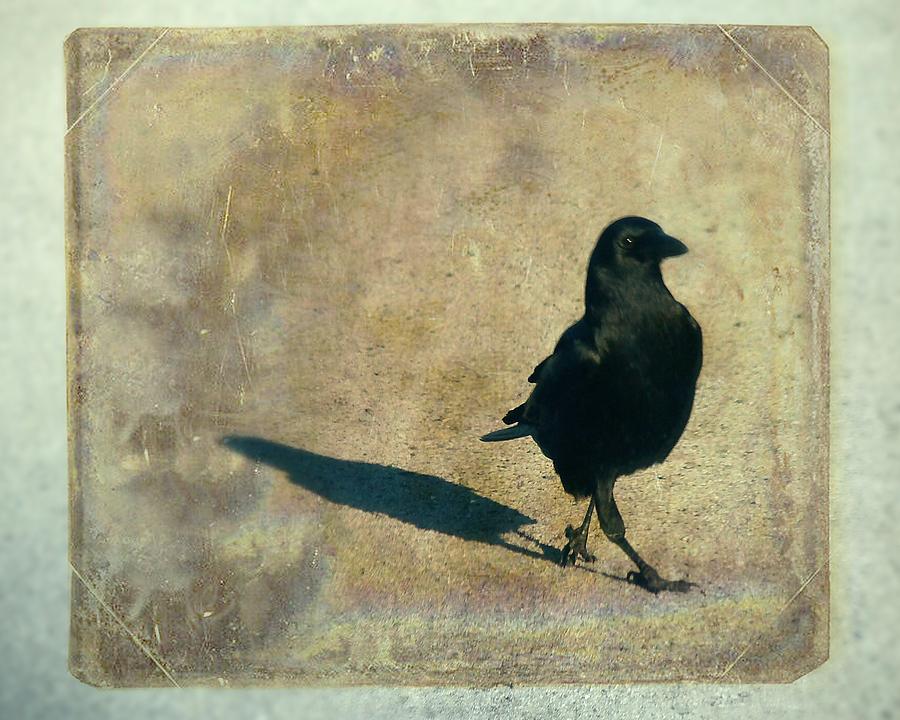 Crow Photograph - I Walk Alone by Gothicrow Images