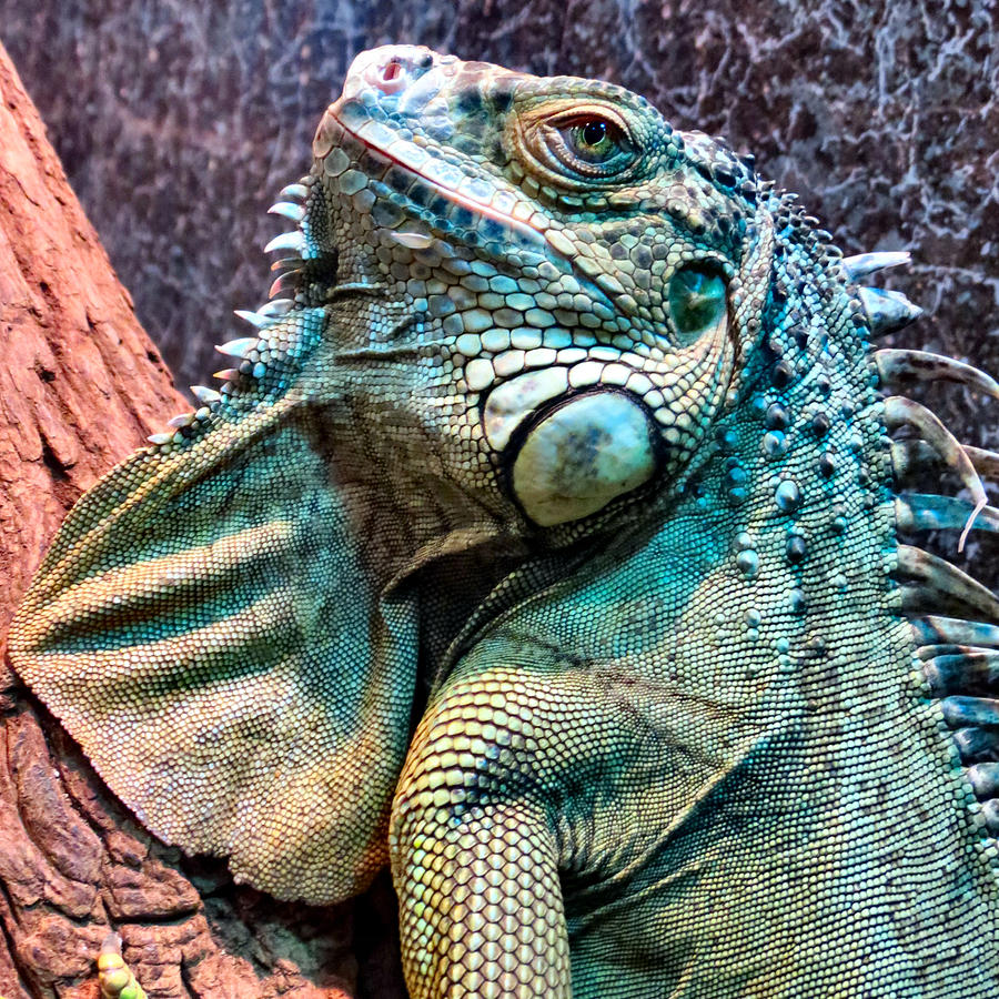 I Wanna Iguana Photograph by Art Dingo | Fine Art America