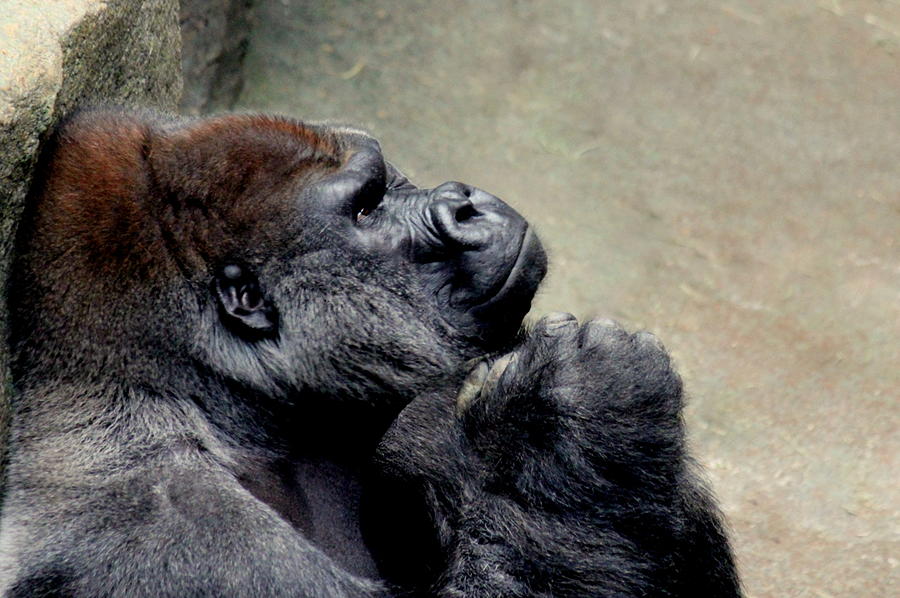 Gorilla Photograph - I Want to Be Free by Rosanne Jordan