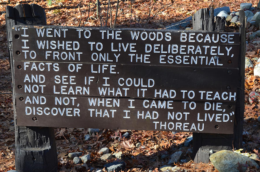 I Went To The Woods Photograph By Ronald Mcgowan