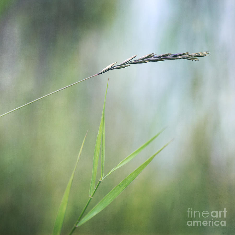 Nature Photograph - I will hold you by Priska Wettstein