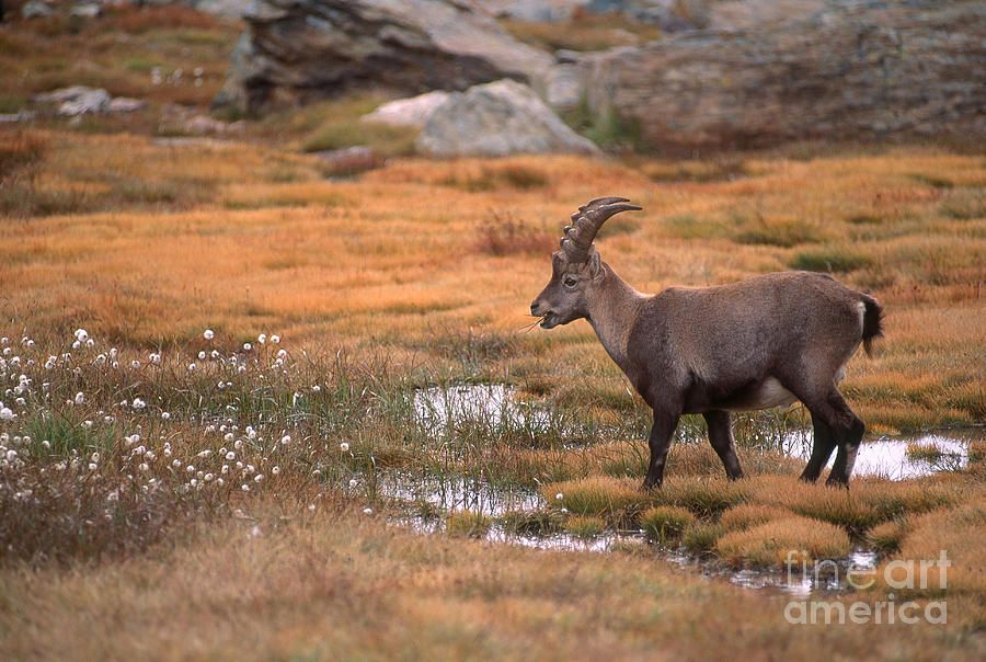 Wildlife Photograph - Ibex Grazing by Art Wolfe