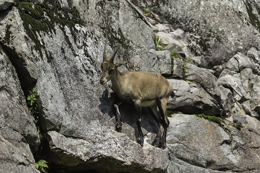 Ibex on a cliff Photograph by Josef Pittner