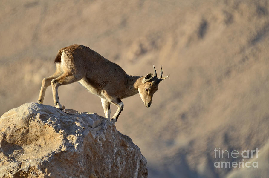 Ibex on the rock Photograph by Arik Baltinester