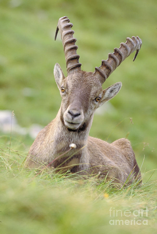 Ibex, Switzerland Photograph by Art Wolfe