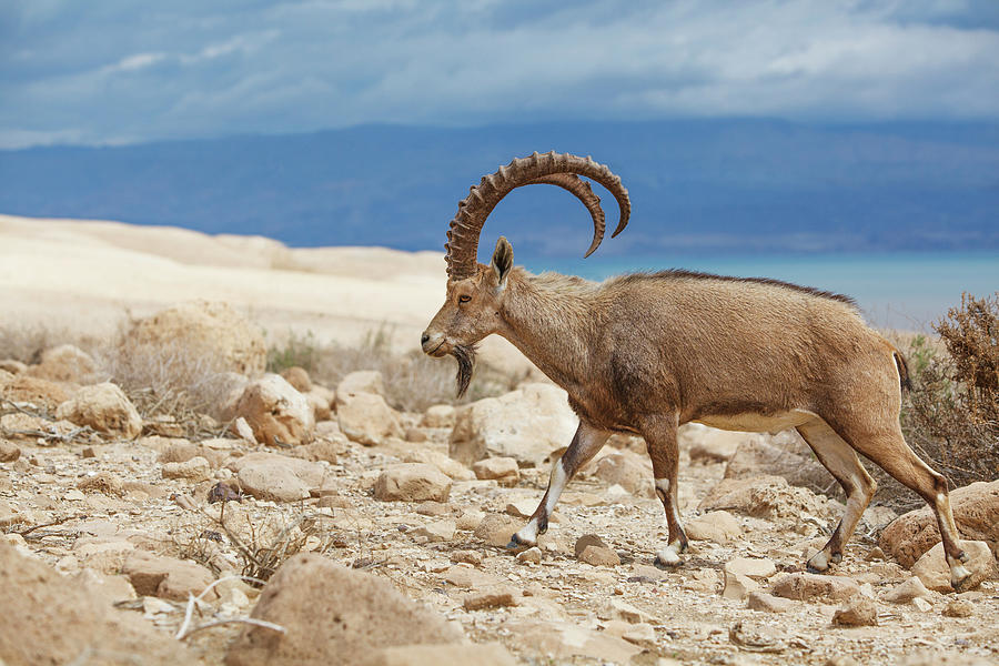 Ibex Walking On The Rocky Ground By The Photograph by Reynold Mainse / Design Pics