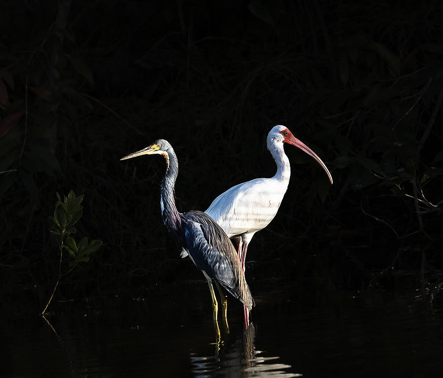 Ibis And Heron Photograph by Brian Rivera