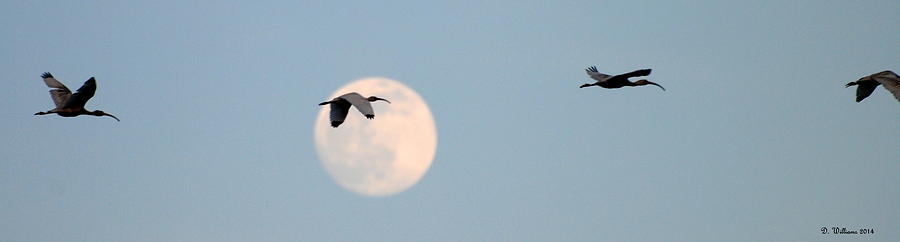 Ibis and the Rising Moon Photograph by Dan Williams