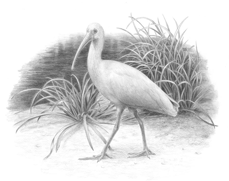 Ibis Drawing - Ibis by Diane Cardaci The Sketch Hunter