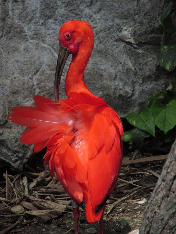 Ibis Photograph by Gregory Yost - Fine Art America