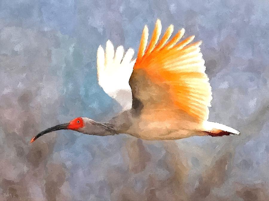 Ibis Painting - Ibis in flight by John Samsen