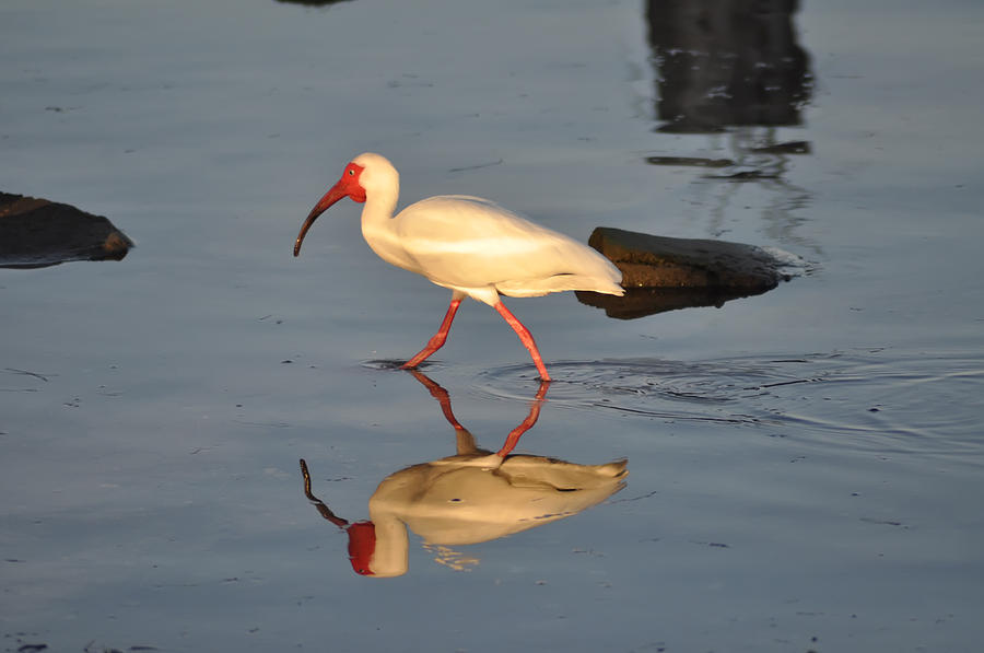 Ibis Photograph - Ibis in Reflection by Bill Cannon
