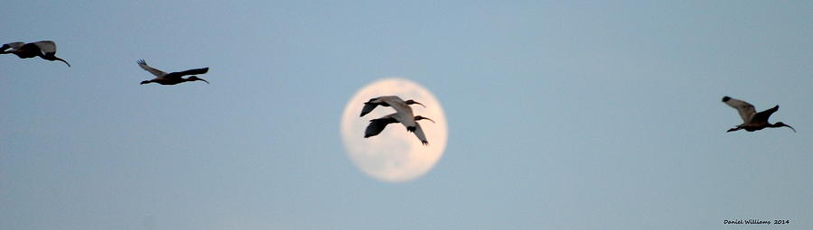 Ibis in the Moon Photograph by Dan Williams