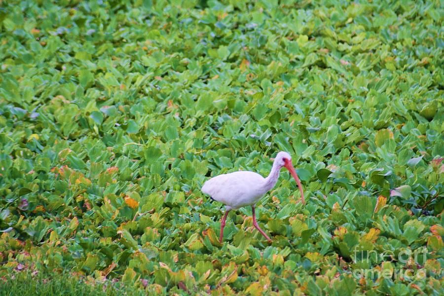 Ibis In The Weeds Photograph