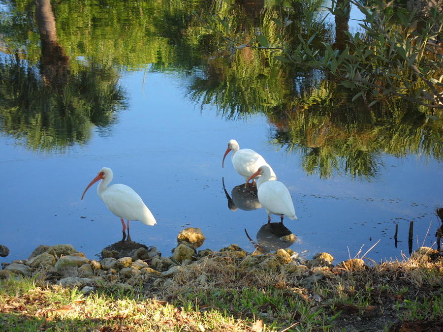 Ibis in three Photograph by Val Oconnor