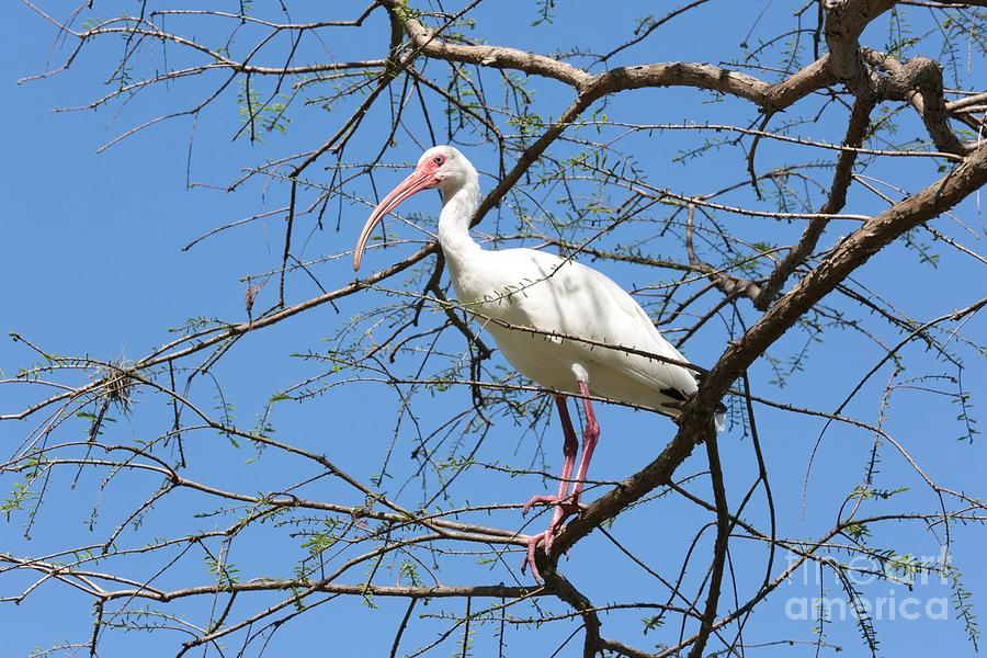 Ibis in Tree Photograph by Carol Groenen