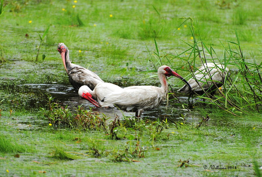 Ibis in Willow Pond Photograph by Dan Williams
