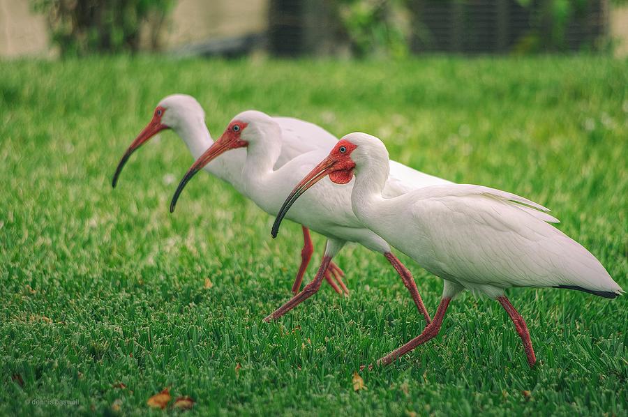 Ibis Lawn Service Photograph by Dennis Baswell