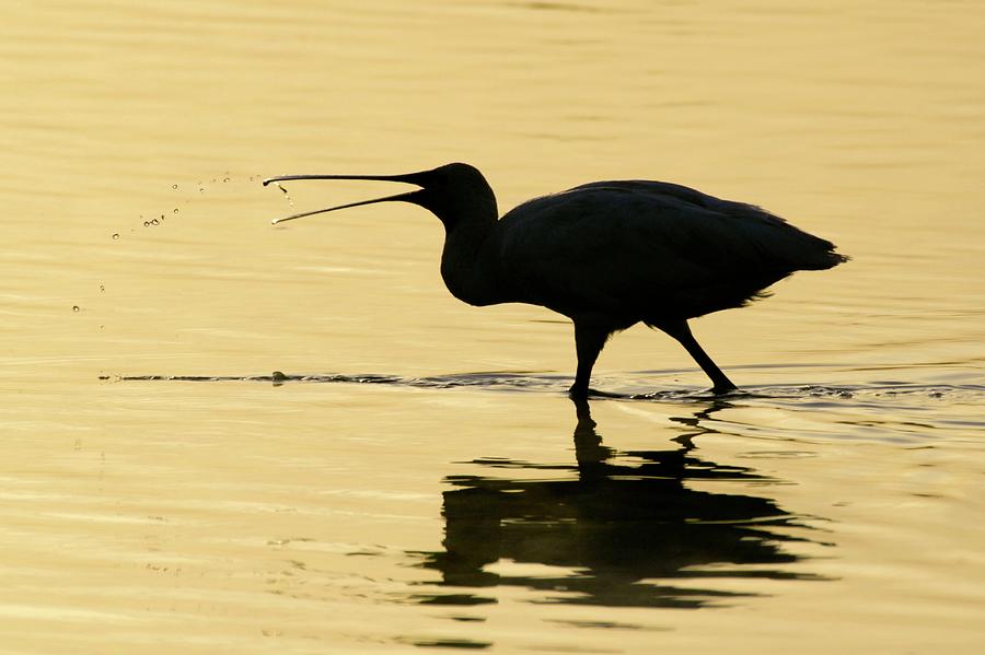 Ibis by Manuel Presti/science Photo Library