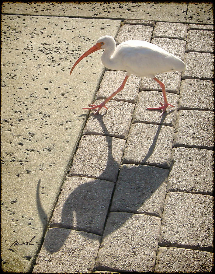 Ibis Photograph by The Art of Marsha Charlebois