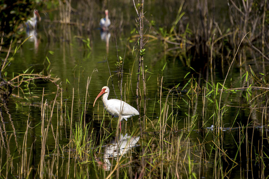 Ibis On The Pond Photograph by Russ Burch