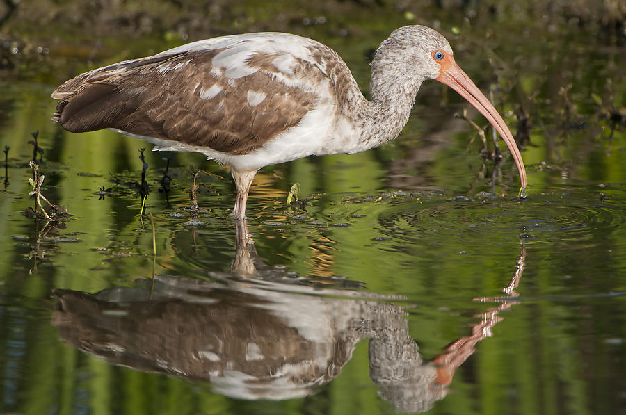 Ibis Reflection Photograph by Bonnie Barry