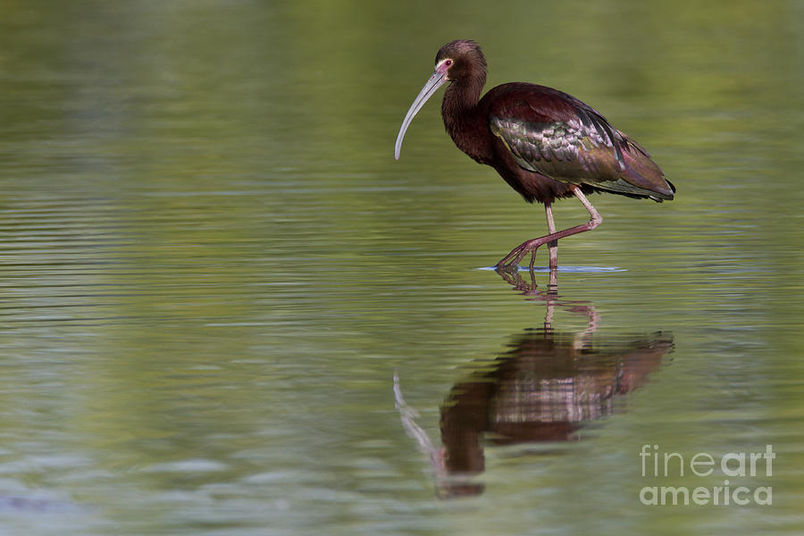 Ibis reflection Photograph by Bryan Keil