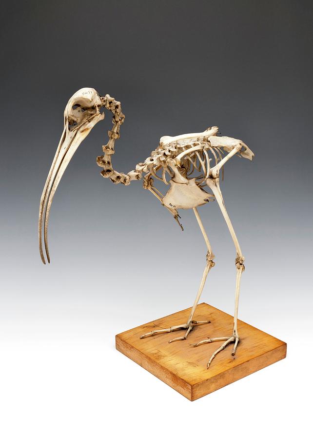 Ibis Skeleton Photograph by Ucl, Grant Museum Of Zoology