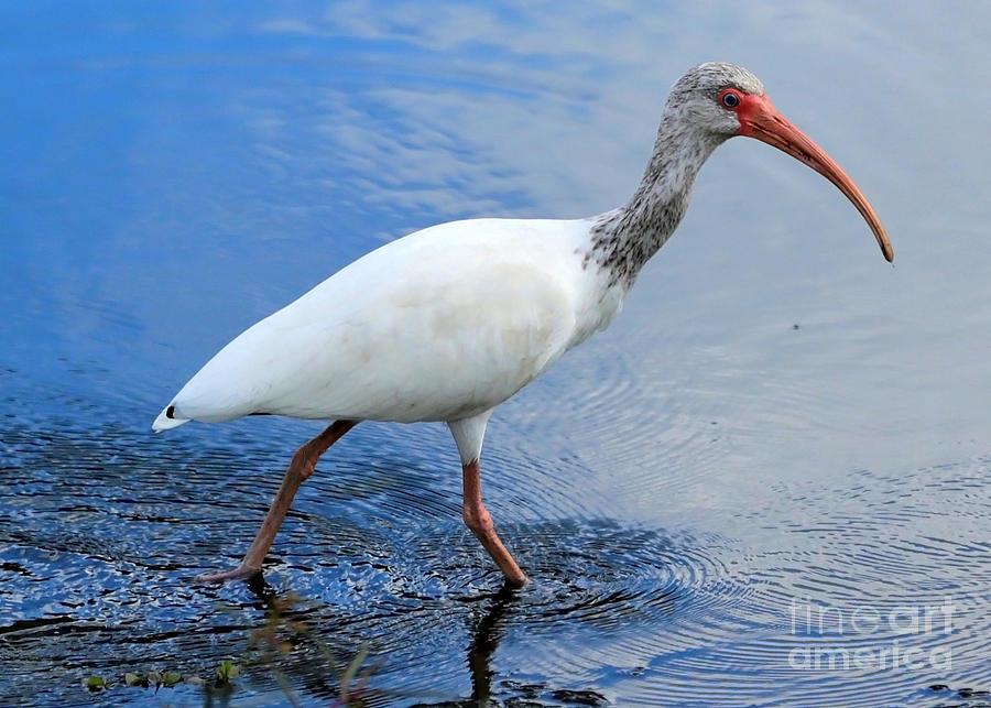 Ibis Visitor Photograph by Carol Groenen