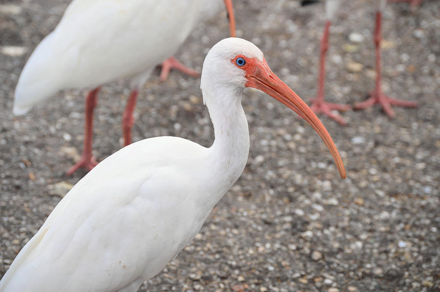 Ibis Photograph - Ibis with Blue Eyes by Doug Grey