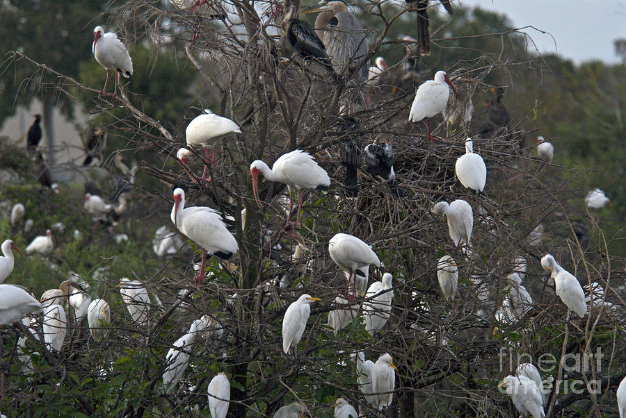 Ibises And Egrets Photograph by Mark Newman