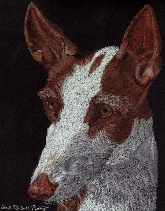 Ibizan Hound Vignette Drawing by Anita Putman