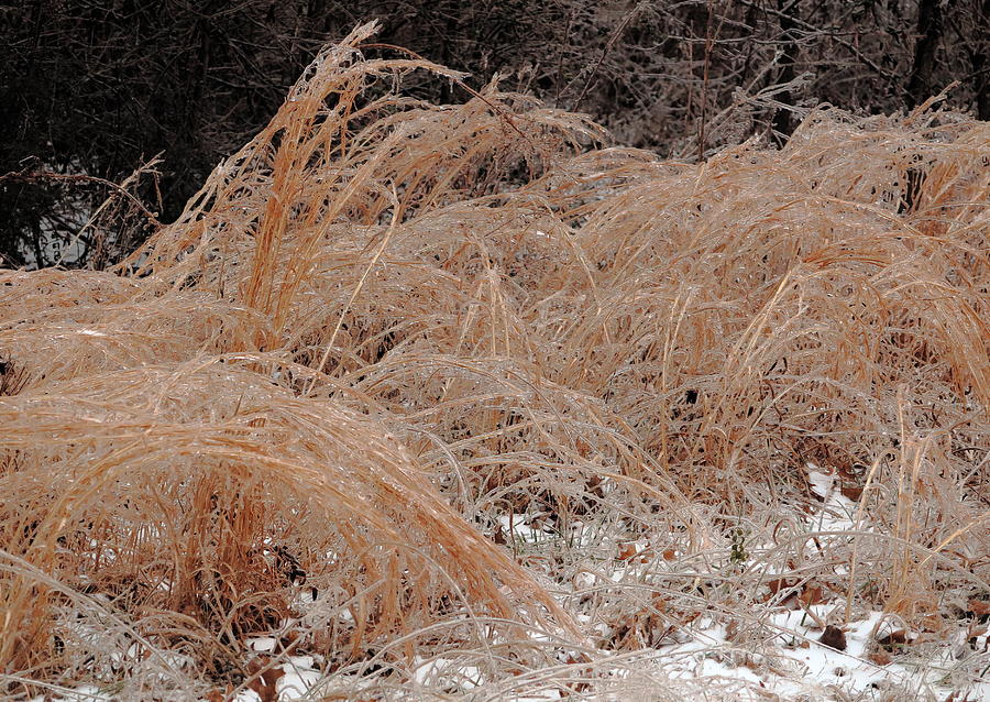 Ice And Dry Grass Photograph by Daniel Reed