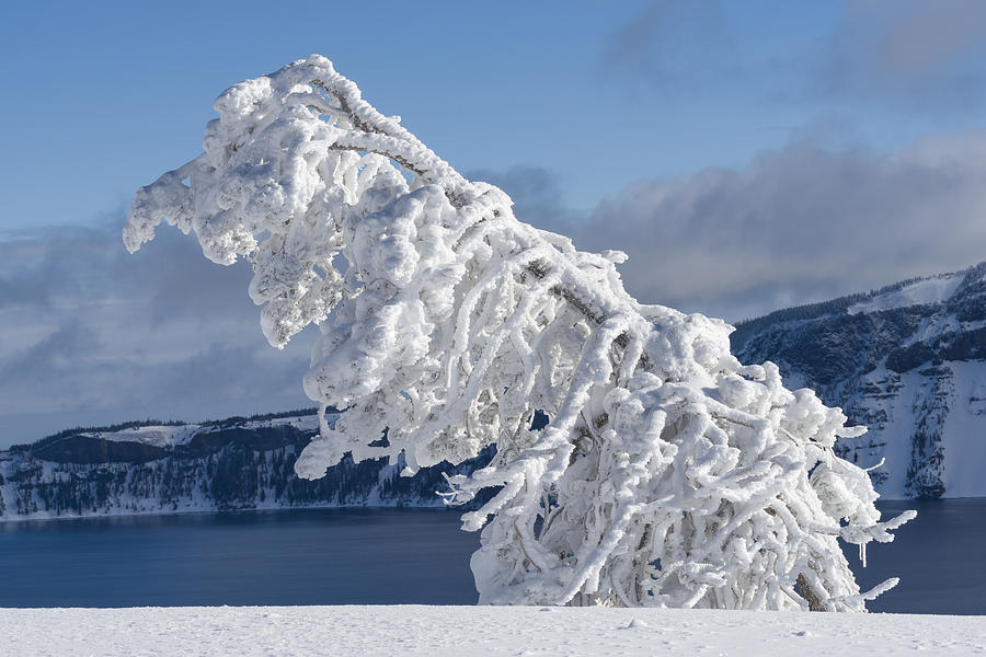 Ice And Hoarfrost Coated Tree, Crater Photograph by John Shaw