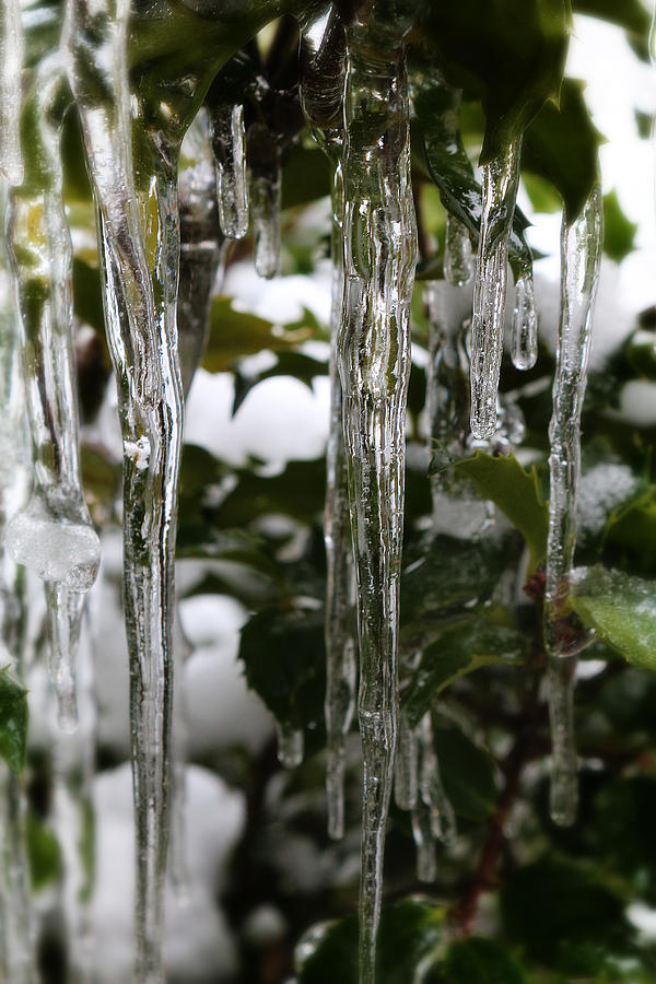 Ice and Holly Photograph by Scott Hovind