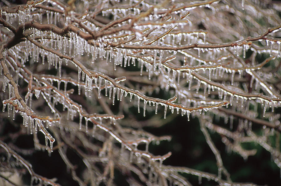 Ice And Icicles Covering Tree Branches Photograph by Gerry Ellis