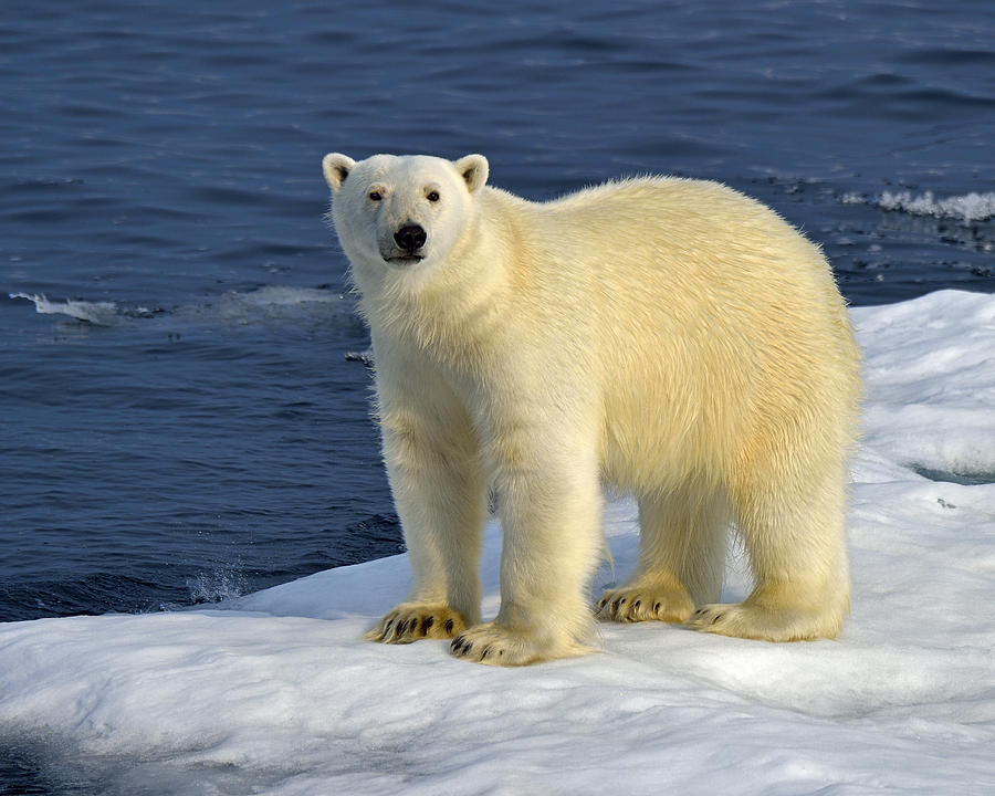 Ice Bear Photograph by Tony Beck