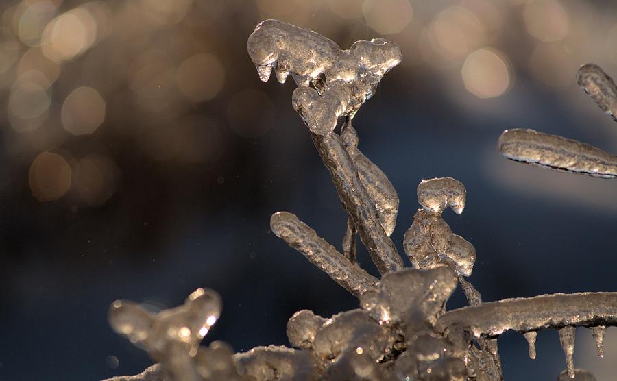 Ice Beauty Photograph by Douglas Pike