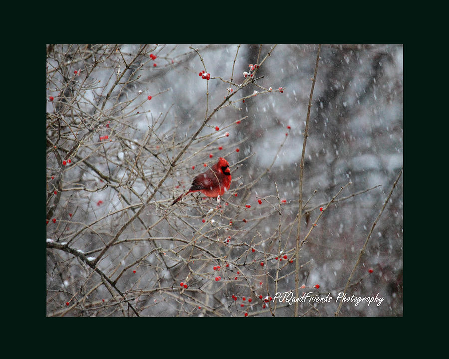Ice Berries Cardinal Photograph by PJQandFriends Photography