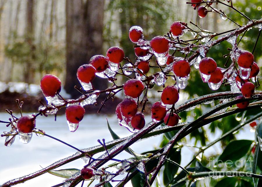 Ice Berries Photograph by Jean Wright