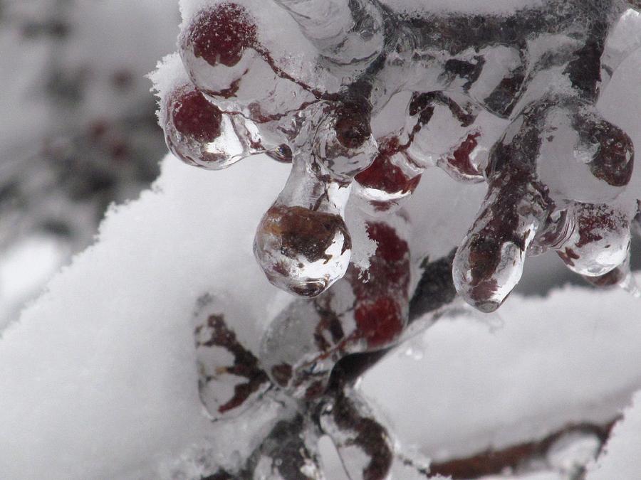 Ice Berries With Snow Photograph by Alfred Ng