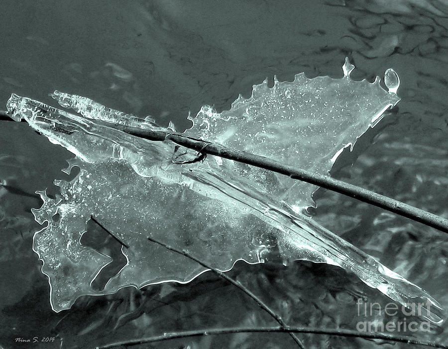 Bird Photograph - Ice-bird on the river by Nina Silver