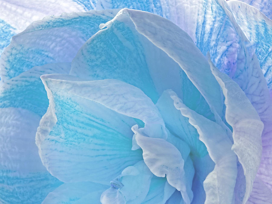 Ice Blue Amaryllis Abstract Photograph by Gill Billington