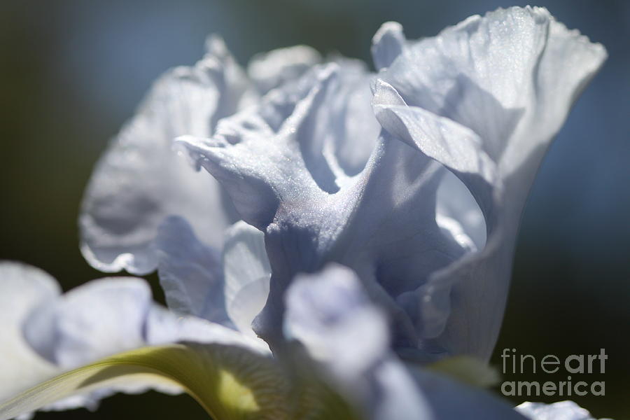 Ice Blue Iris Photograph by Nicholas Burningham