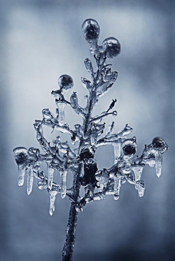 Ice Bouquet Photograph by Linda Segerson