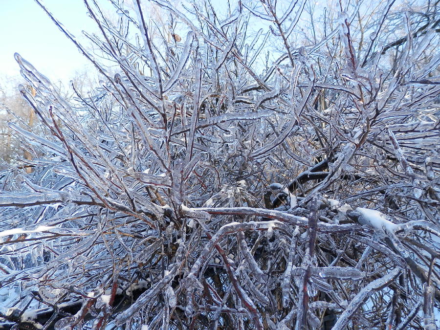 Ice Branches Photograph by Pema Hou