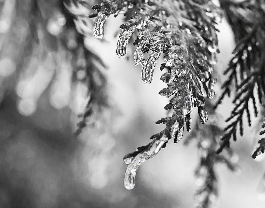 Ice Photograph by Carol Erikson