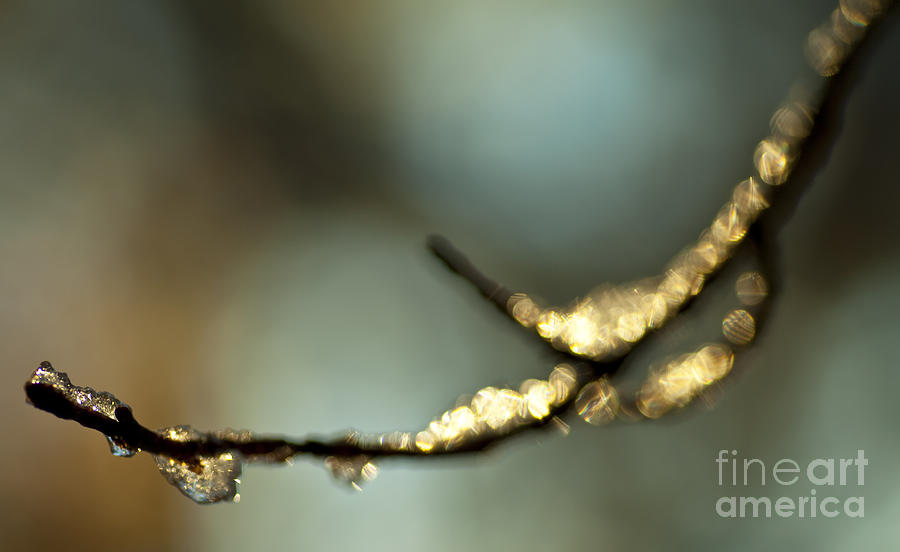 Nature Photograph - Ice Cold by Sue OConnor